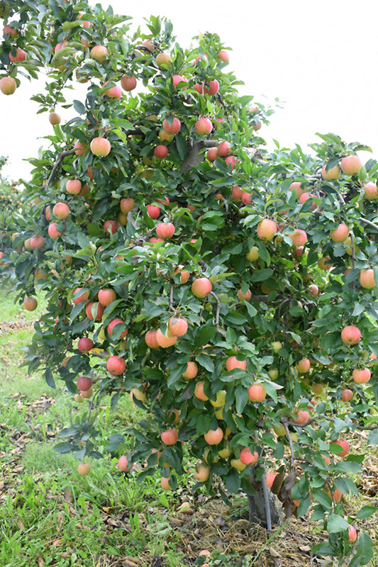 Gala Apple - Malus - 7# Potted Tree