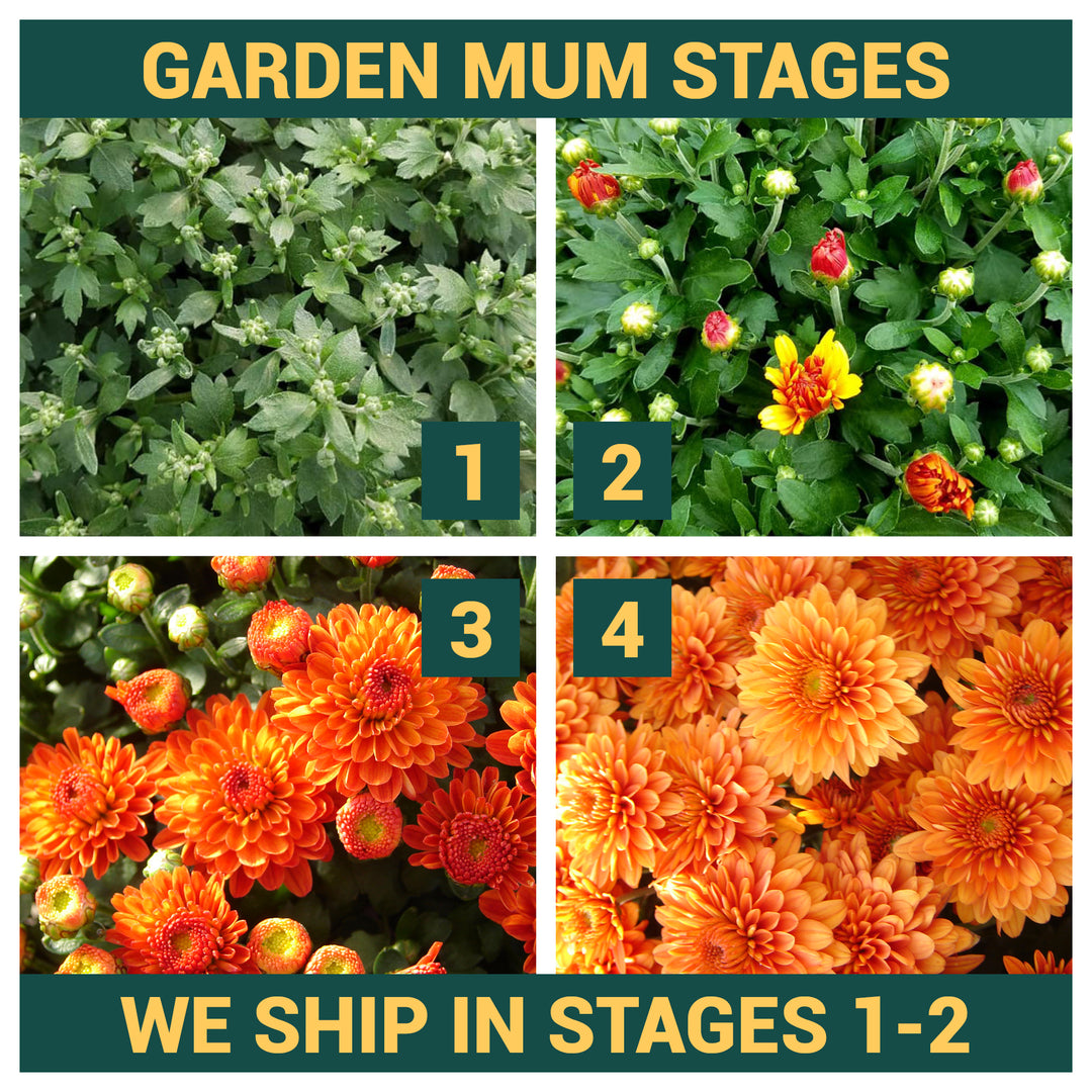 Garden Mum Jasoda Red, Live Fall Plants 5"