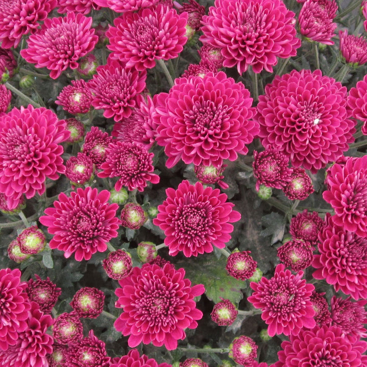 Garden Mum Adiva Purple, Live Fall Plants 5"