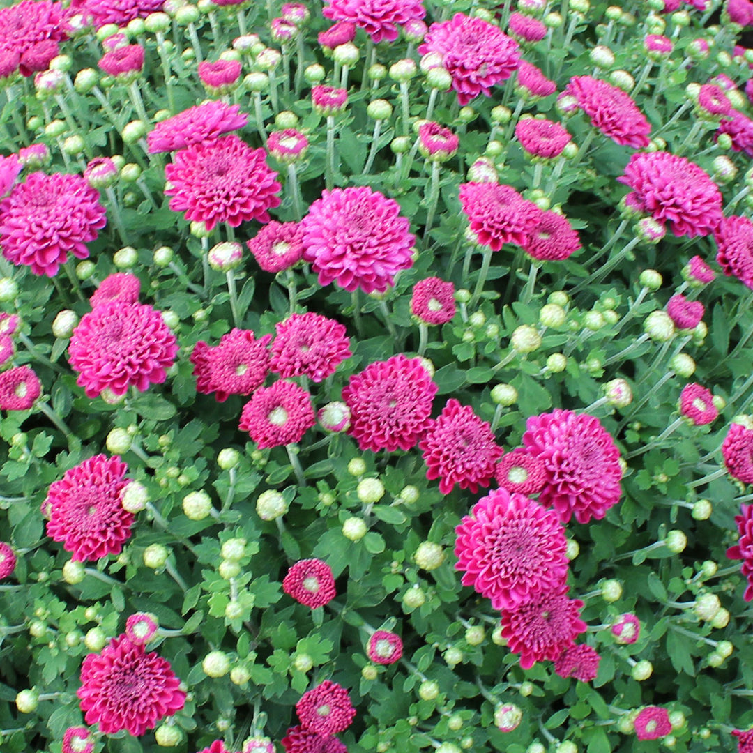 Garden Mum Adiva Purple, Live Fall Plants 5"