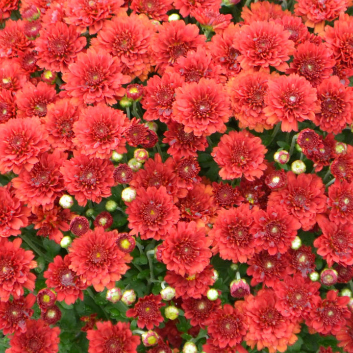 Garden Mum Aideen Red Fire, Live Fall Plants 5"