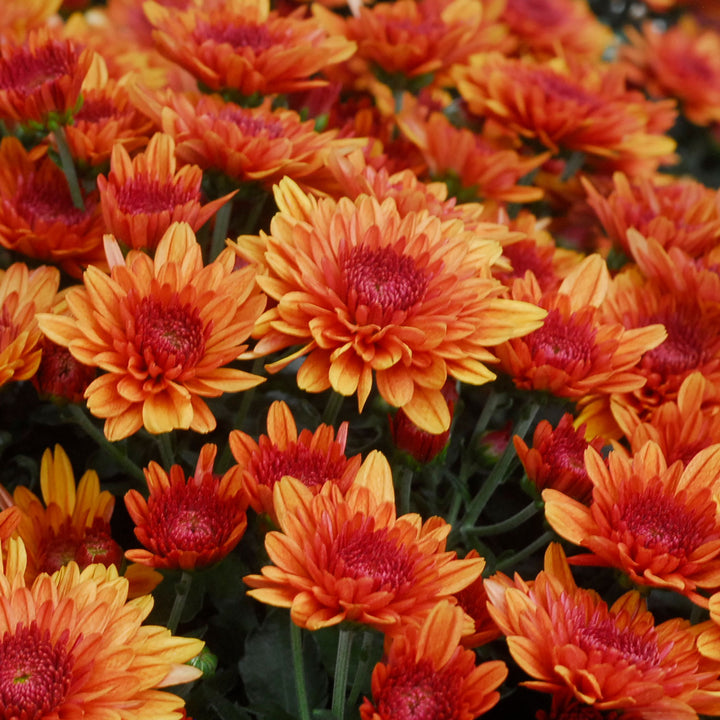 Garden Mum Avalon Orange, Live Fall Plants 5"