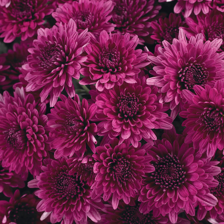 Garden Mum Avalon Purple, Live Fall Plants 5"