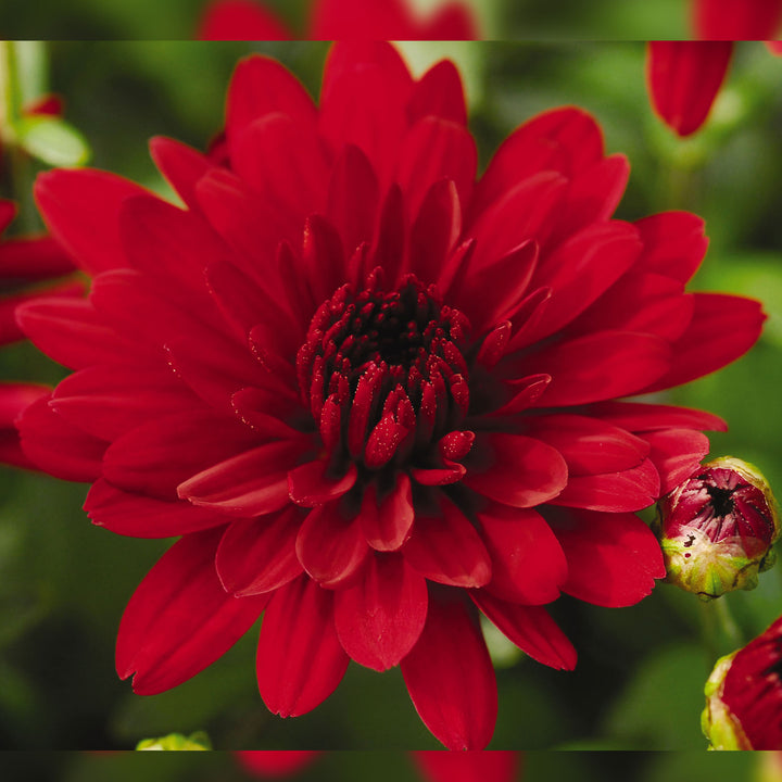 Garden Mum Five Alarm Red, Live Fall Plants 5"