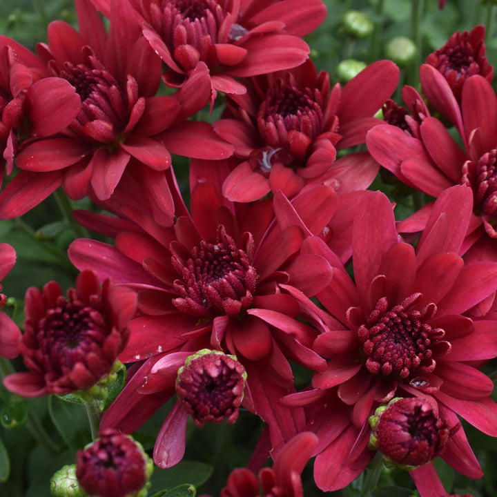 Garden Mum Grapeberry Red, Live Fall Plants 5"