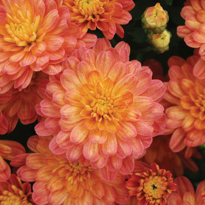 Garden Mum Jacqueline Orange Fusion, Live Fall Plants 5"