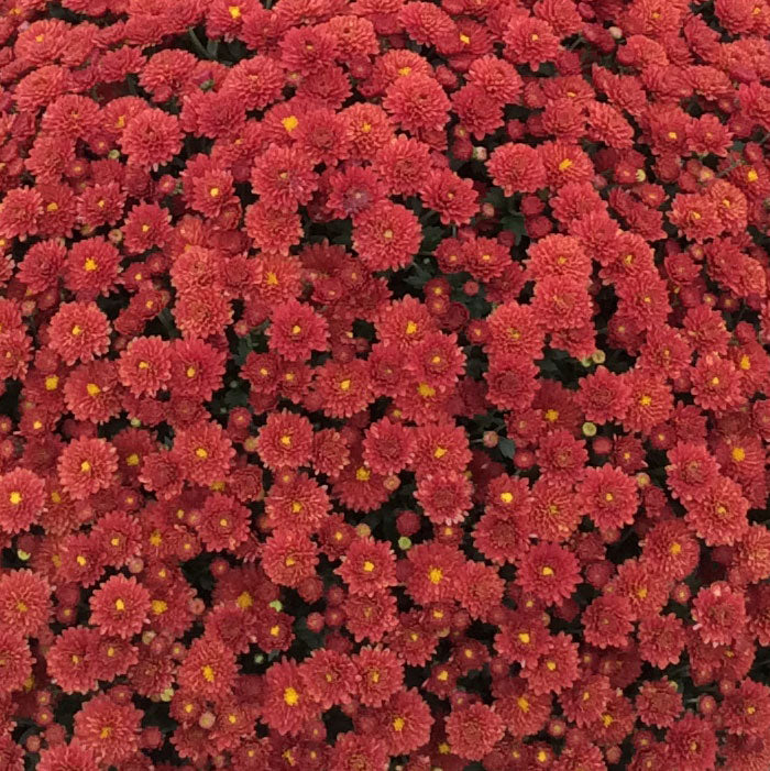 Garden Mum Jasoda Red, Live Fall Plants 5"