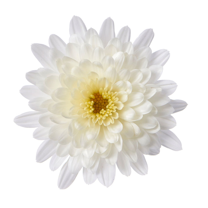 Garden Mum Morgana White, Live Fall Plants 5"