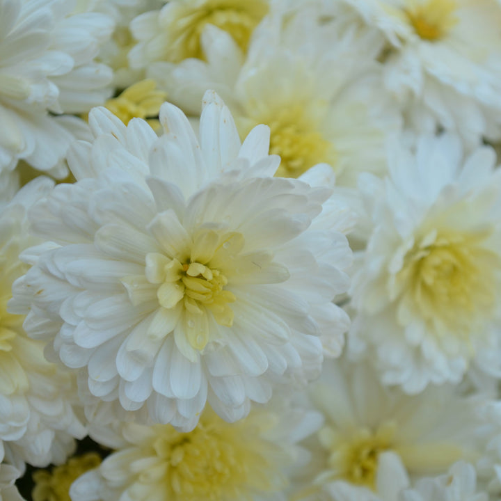 Garden Mum Shannon White, Live Fall Plants 5"