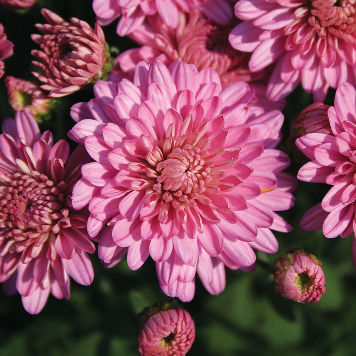 Garden Mum Ursula Lavender, Live Fall Plants 5"