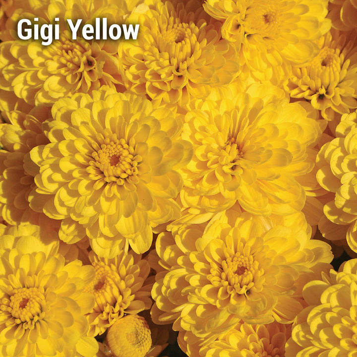 Gigi Yellow Garden Mum