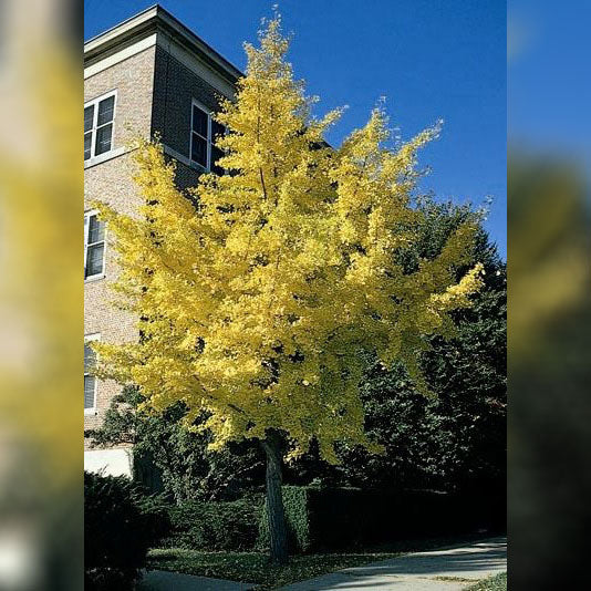 Ginkgo Tree, Autumn Gold, BB 2"