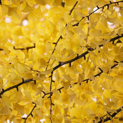 Ginkgo Tree, Autumn Gold, BB 2"