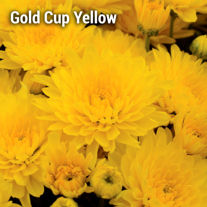 Gold Cup Yellow Garden Mum