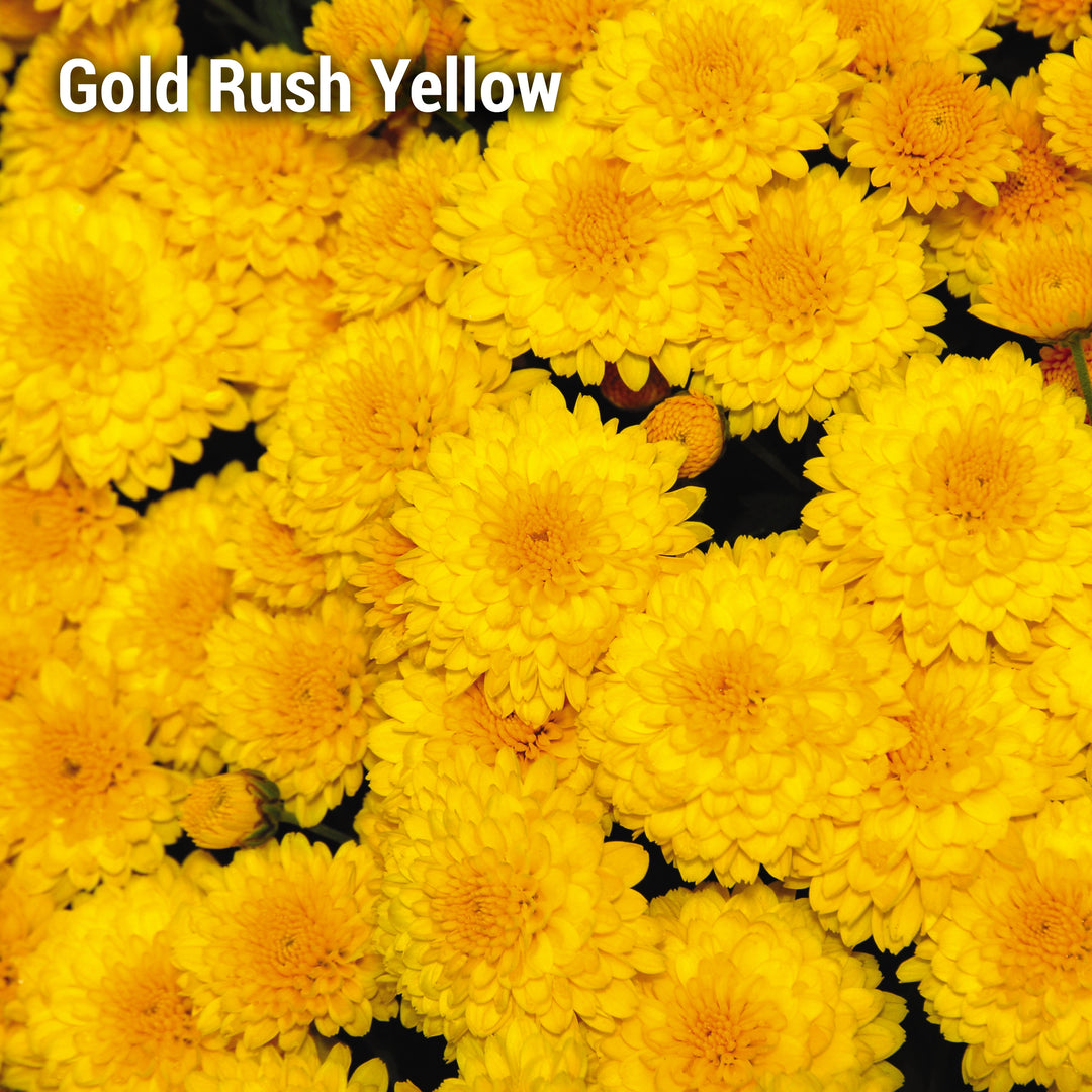 Gold Rush Yellow Garden Mum