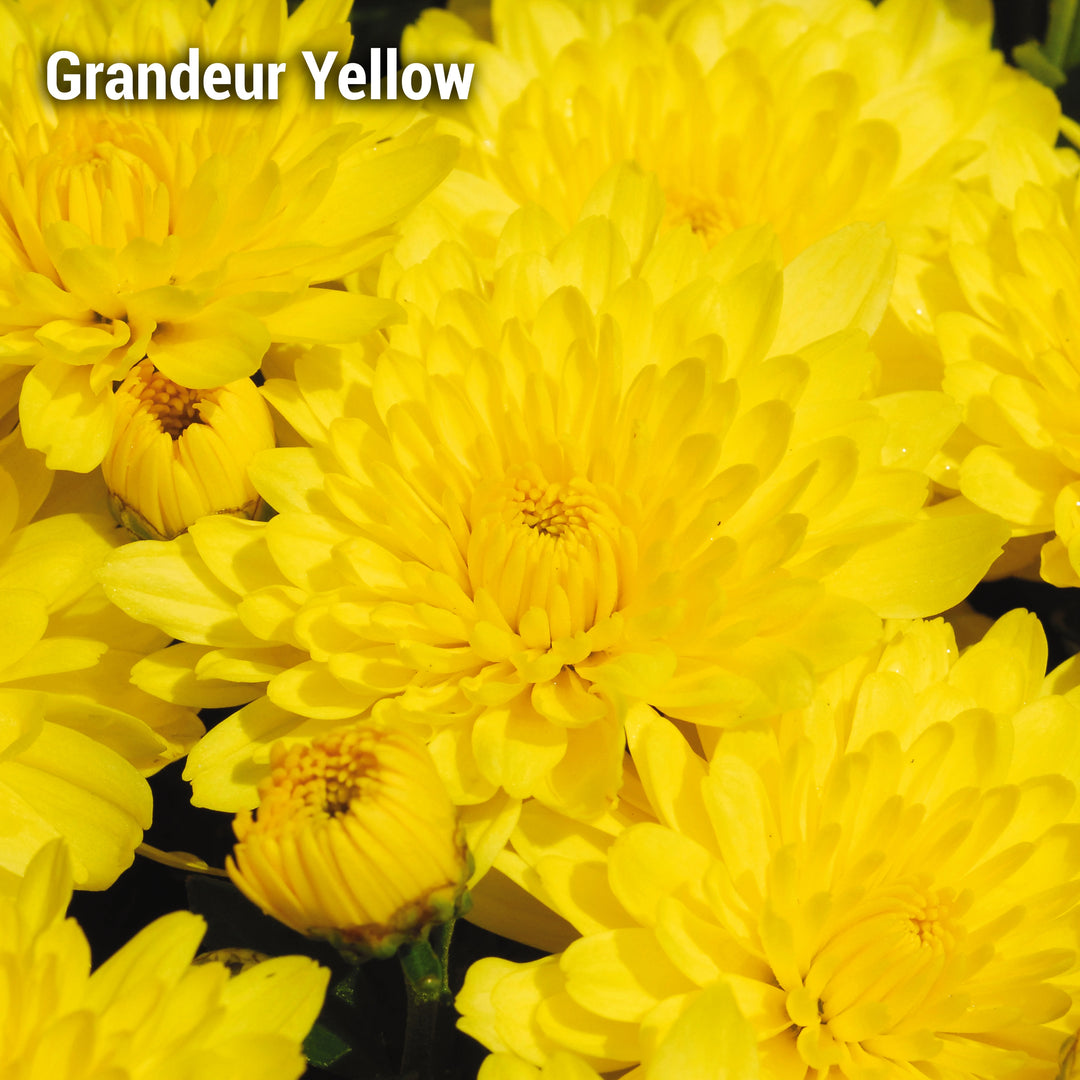 Grandeur Yellow Garden Mum