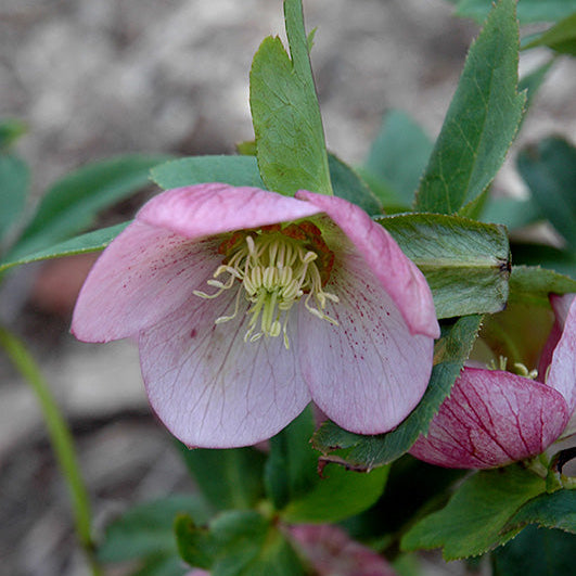 Helleborus Lenten Rose Angel Glow - 8" Potted Perennial