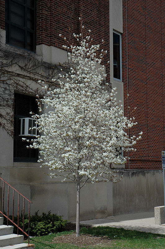 Spring Flurry® Serviceberry - Amelanchier laevis - 10 Gallon Potted Tree