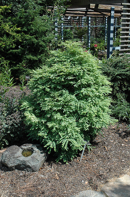 Schirrmann's Nordlicht Dawn Redwood - Metasequoia glyptostroboides - 18-21" ball & Burlap Shrub