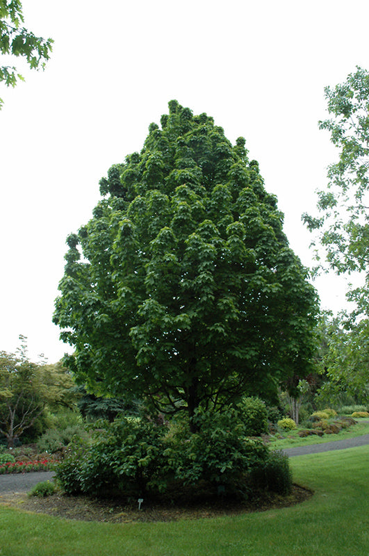 Apollo Sugar Maple - Acer saccharum 'Barrett Cole' - 2" Caliper Ball & Burlap Tree