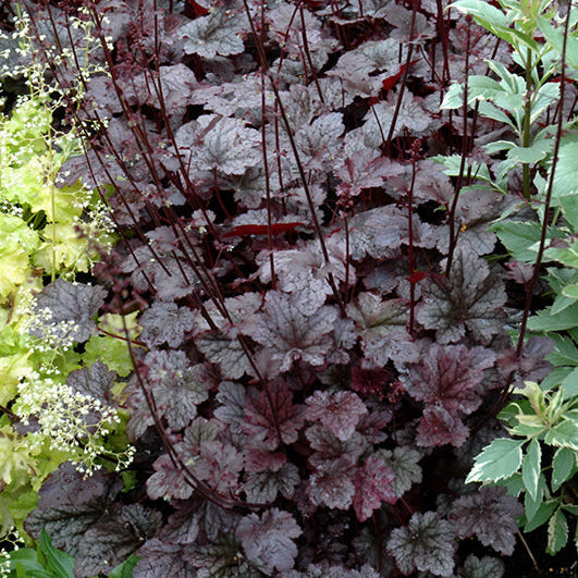 Heuchera Coral Bell Plum Pudding - 8" Potted Perennial
