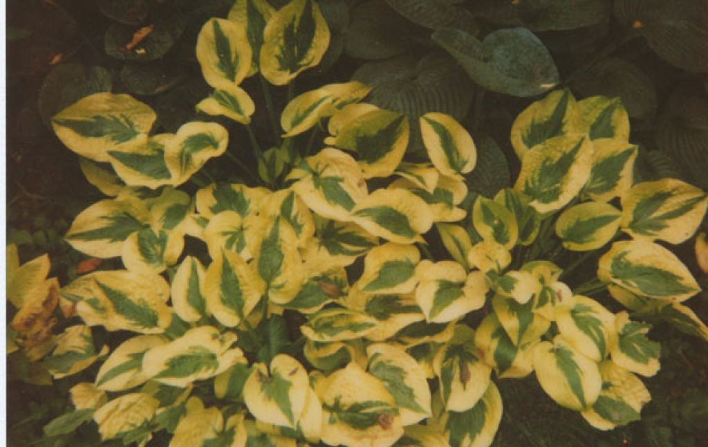 Hosta Plantain Lily Glad Rags - 8" Potted Perennial