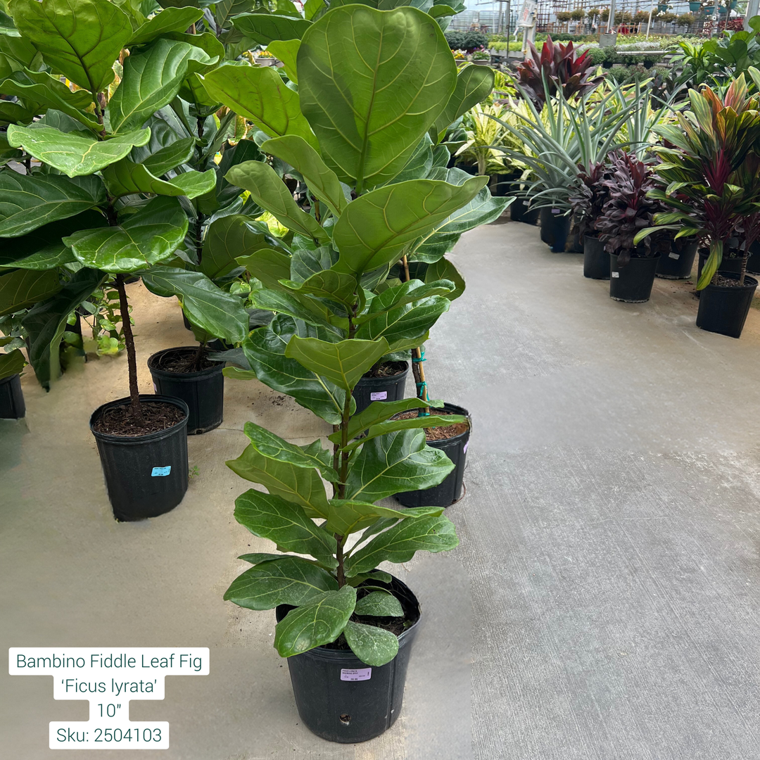 Bambino Fiddle Leaf Fig 'Ficus lyrata' 10in Pot