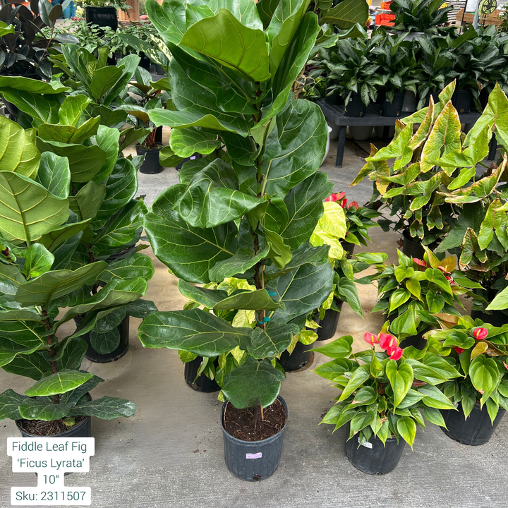 Fiddle Leaf Fig ‘Ficus Lyrata’ 10in Pot