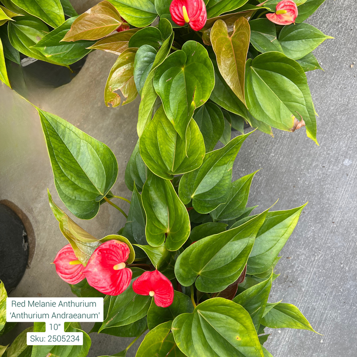 Red Melanie Anthurium ‘Anthurium Andraeanum’ 10in Pot