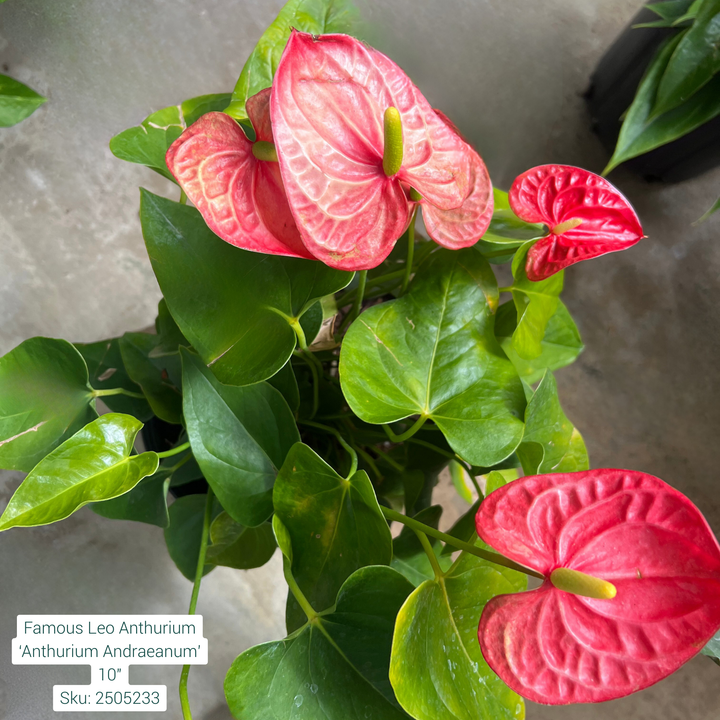 Famous Leo Anthurium ‘Anthurium Andraeanum’ 10in Pot