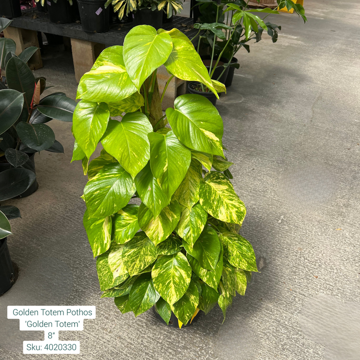 Golden Totem Pothos 'Golden Totem' 8in Pot
