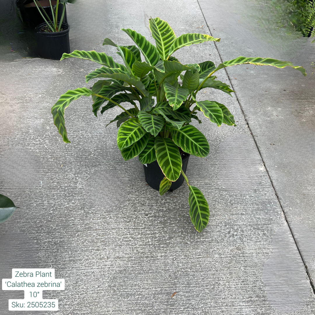 Zebra Plant ‘Calathea Zebrina’ 10in Pot