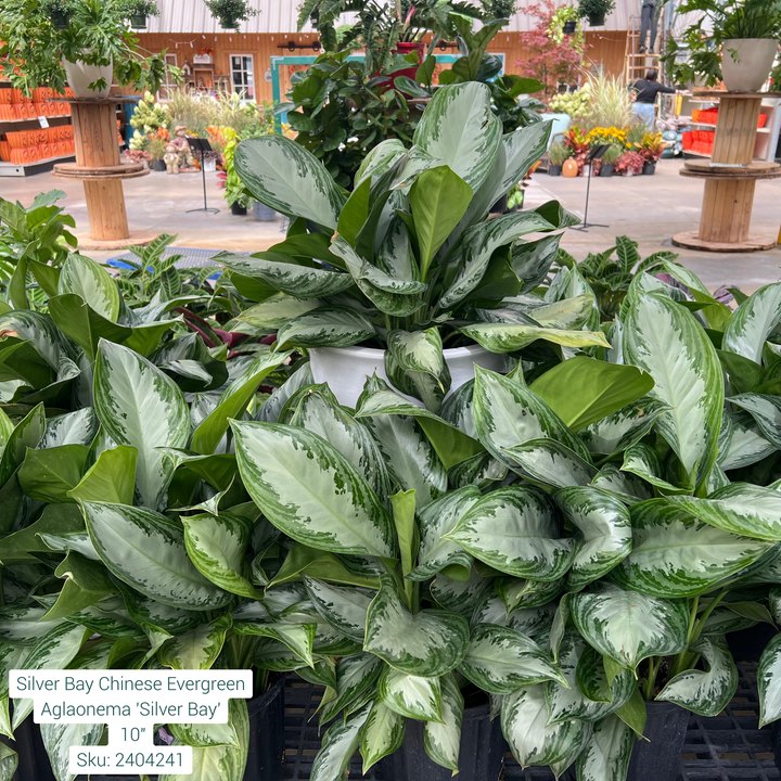 Silver Bay Chinese Evergreen Aglaonema 'Silver Bay' 10in Pot