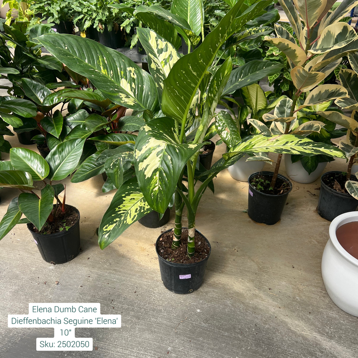 Elena Dumb Cane Dieffenbachia Seguine 'Elena' 10in Pot