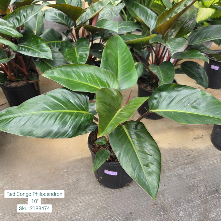 Red Congo Philodendron 10in Pot
