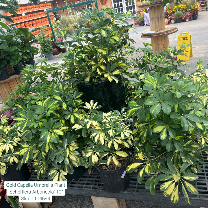 Gold Capella Umbrella Plant ‘Schefflera Arboricola’ 10in Pot
