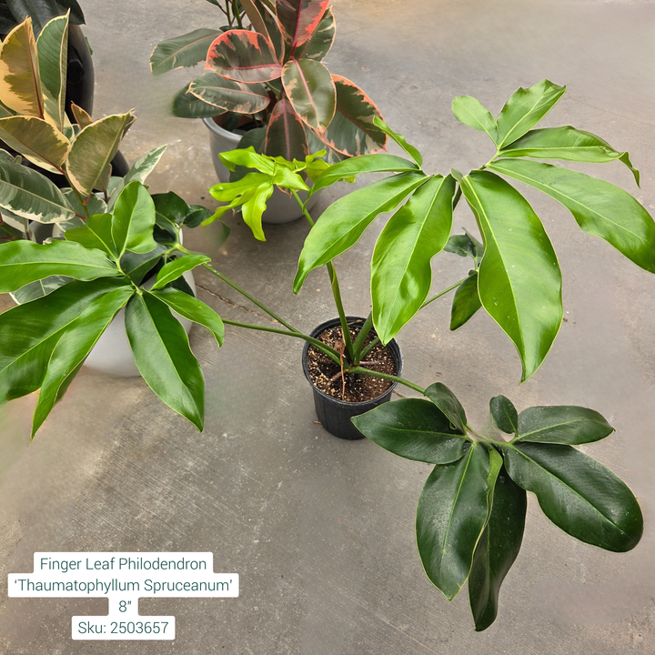 Finger Leaf Philodendron ‘Thaumatophyllum Spruceanum’ 8in Pot