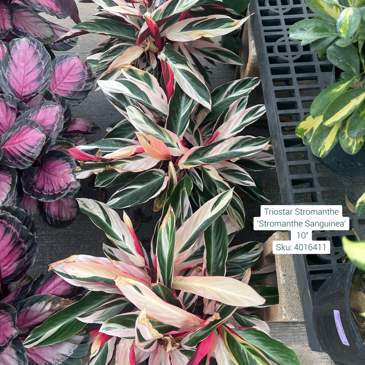 Triostar Stromanthe ‘Stromanthe Sanguinea’ 10in Pot