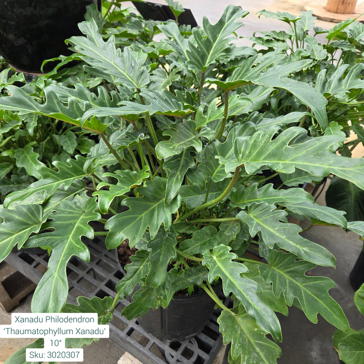 Xanadu Philodendron ‘Thaumatophyllum Xanadu’ 10in Pot