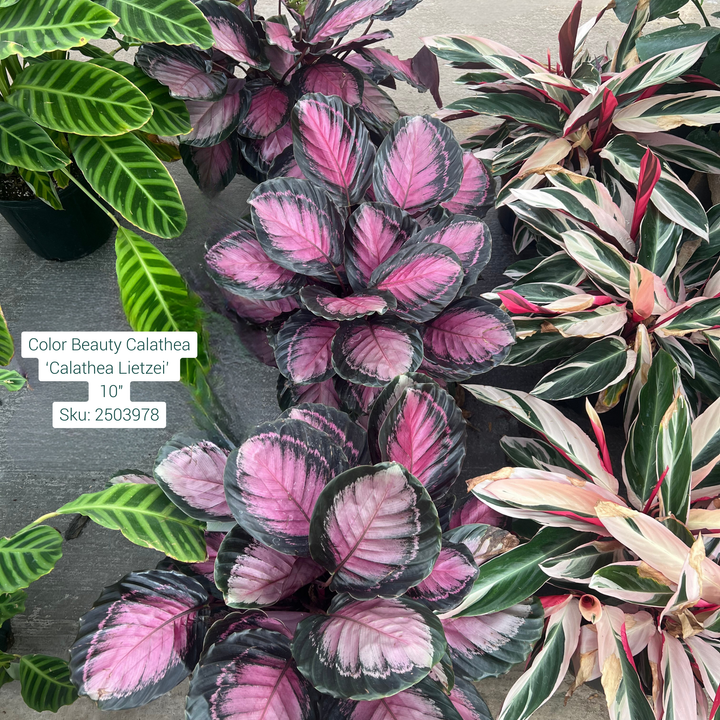Color Beauty Calathea ‘Calathea Lietzei’ 10in Pot