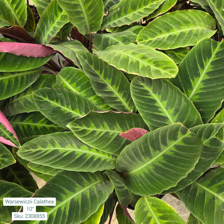 Warscewiczii Calathea 10in Pot