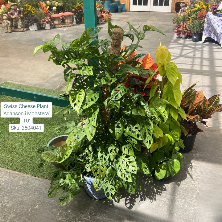 Swiss Cheese Plant ‘Adansonii Monstera’ 10in Pot