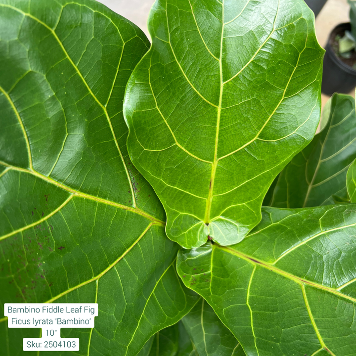 Bambino Fiddle Leaf Fig 'Ficus lyrata' 10in Pot
