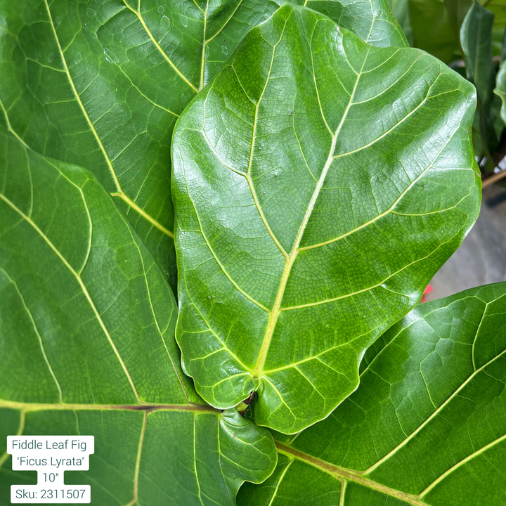 Fiddle Leaf Fig ‘Ficus Lyrata’ 10in Pot
