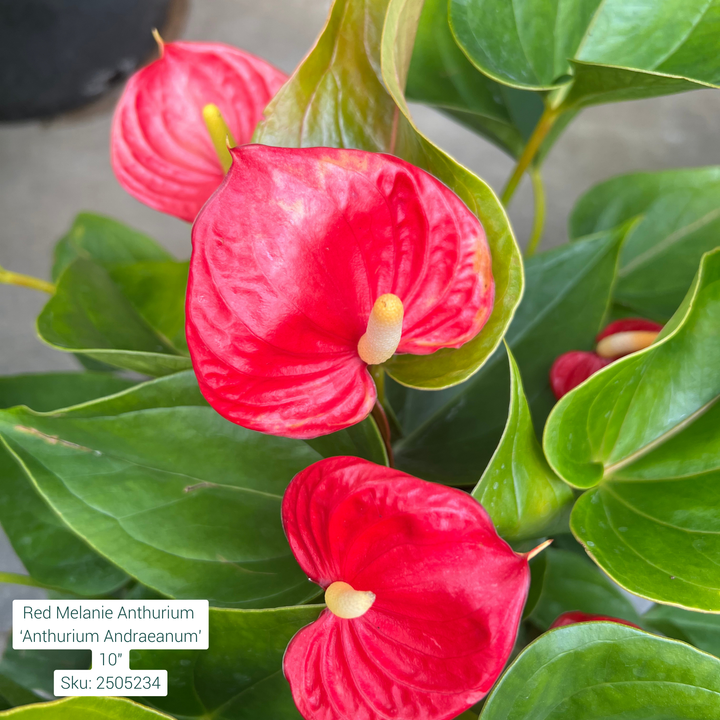 Red Melanie Anthurium ‘Anthurium Andraeanum’ 10in Pot