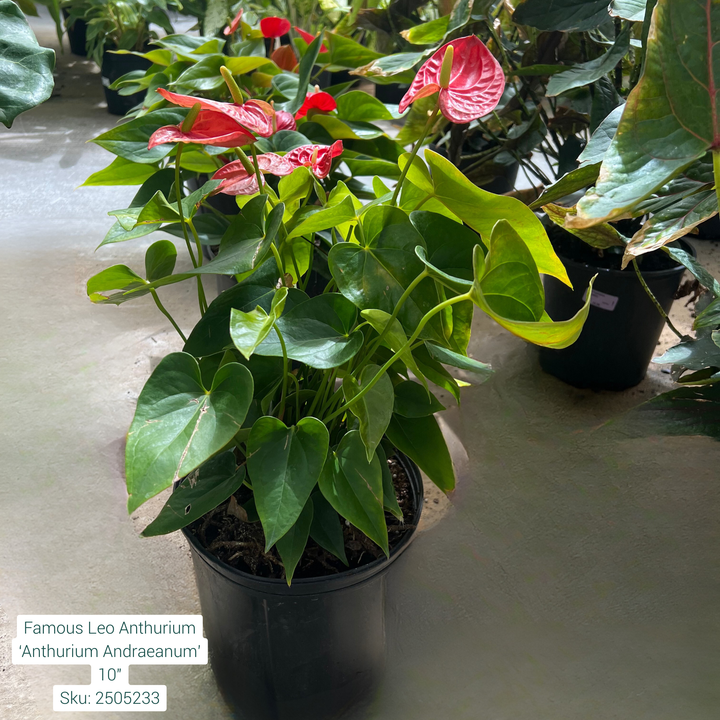 Famous Leo Anthurium ‘Anthurium Andraeanum’ 10in Pot