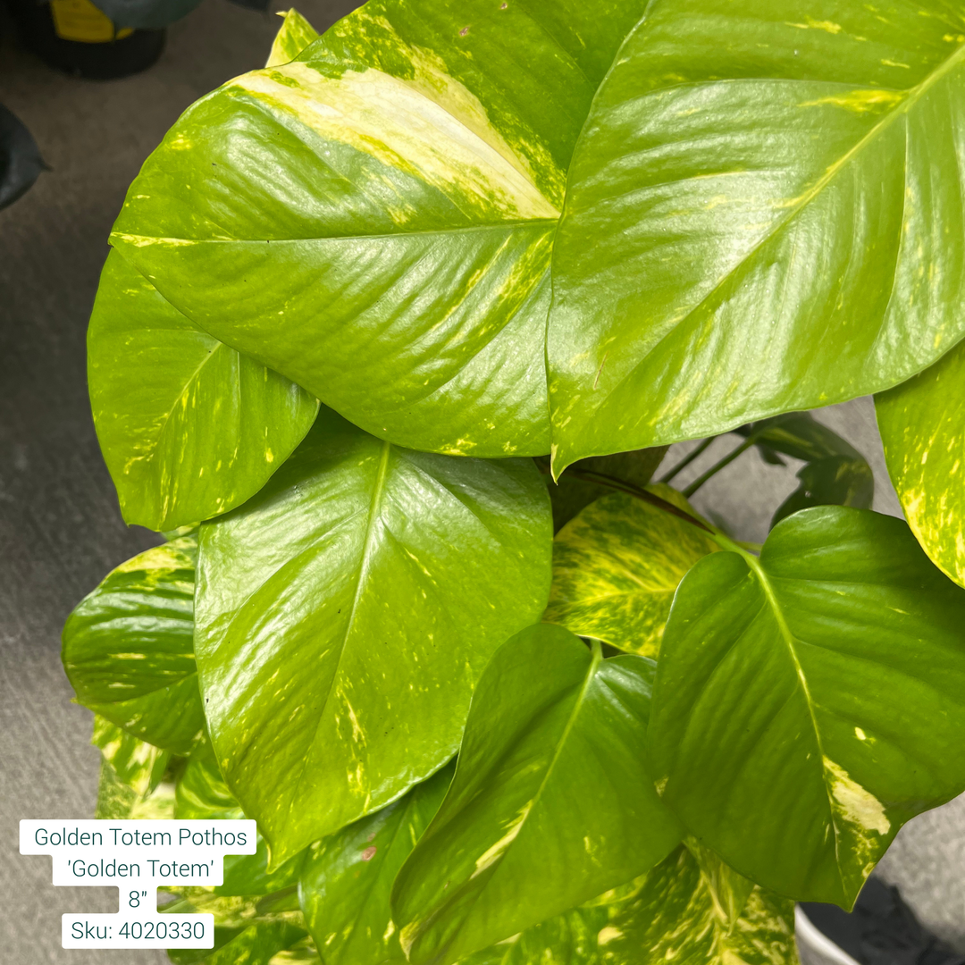 Golden Totem Pothos 'Golden Totem' 8in Pot
