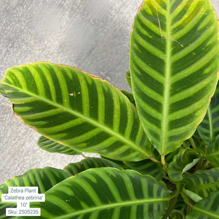 Zebra Plant ‘Calathea Zebrina’ 10in Pot