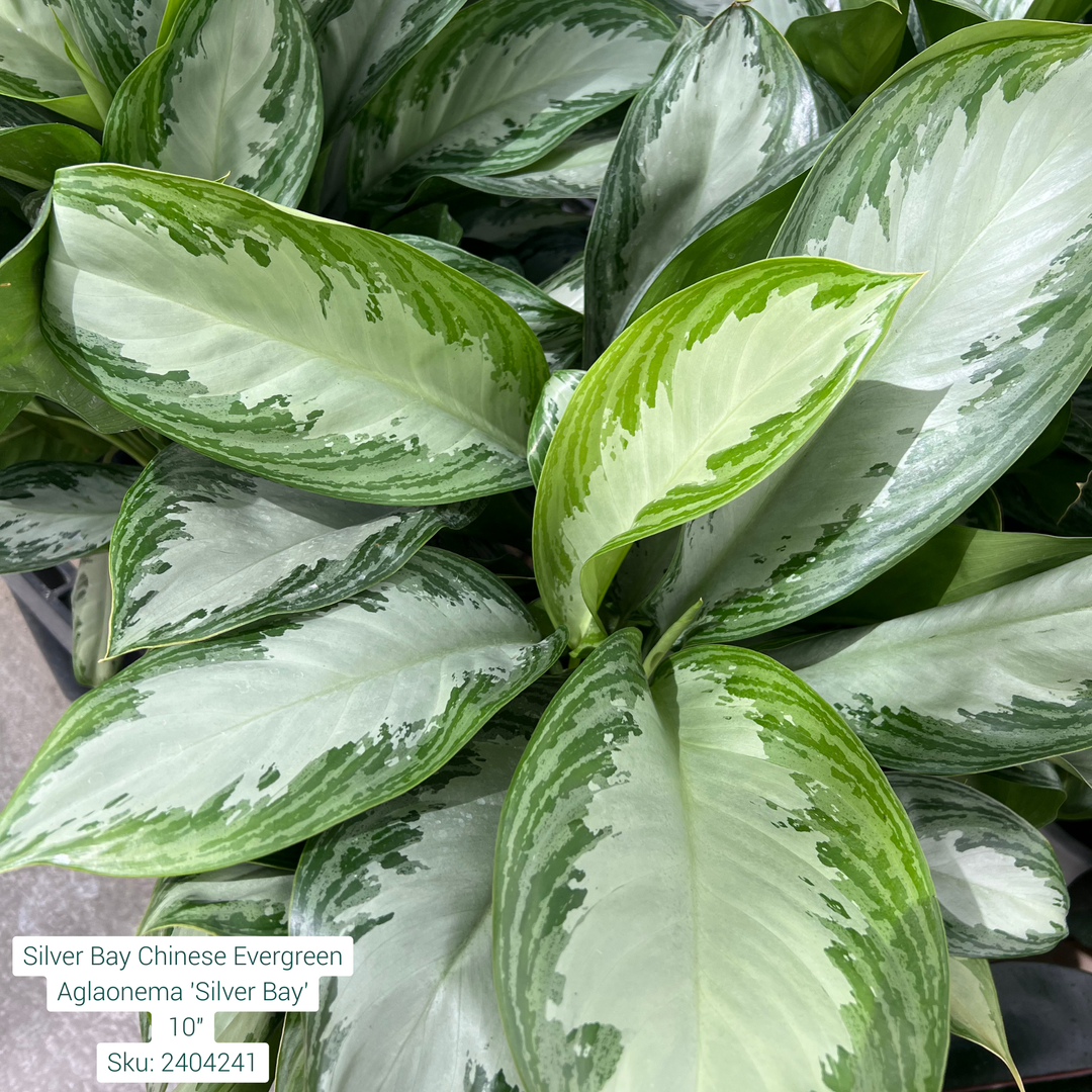 Silver Bay Chinese Evergreen Aglaonema 'Silver Bay' 10in Pot