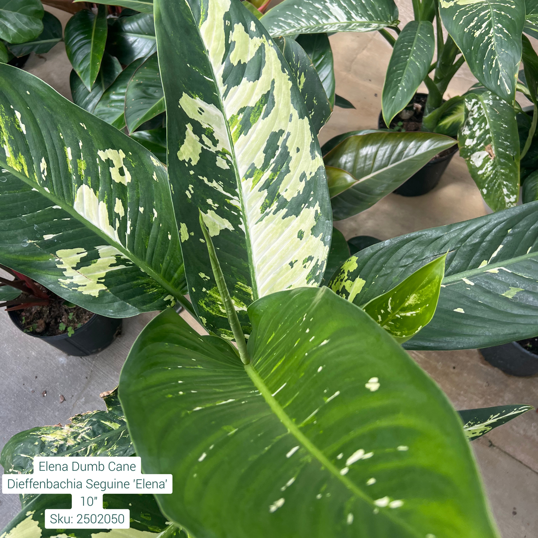 Elena Dumb Cane Dieffenbachia Seguine 'Elena' 10in Pot